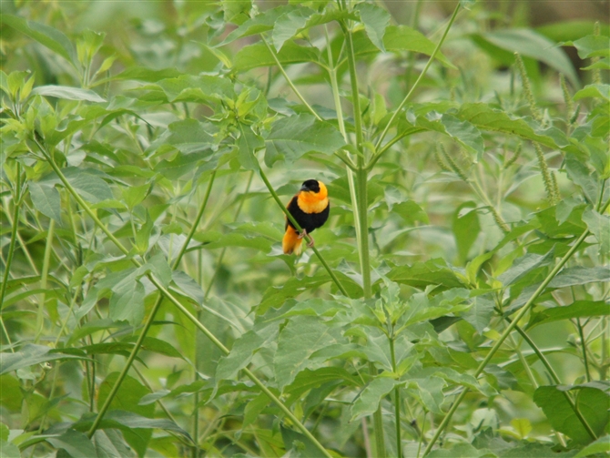 L`E,Orange Bishop